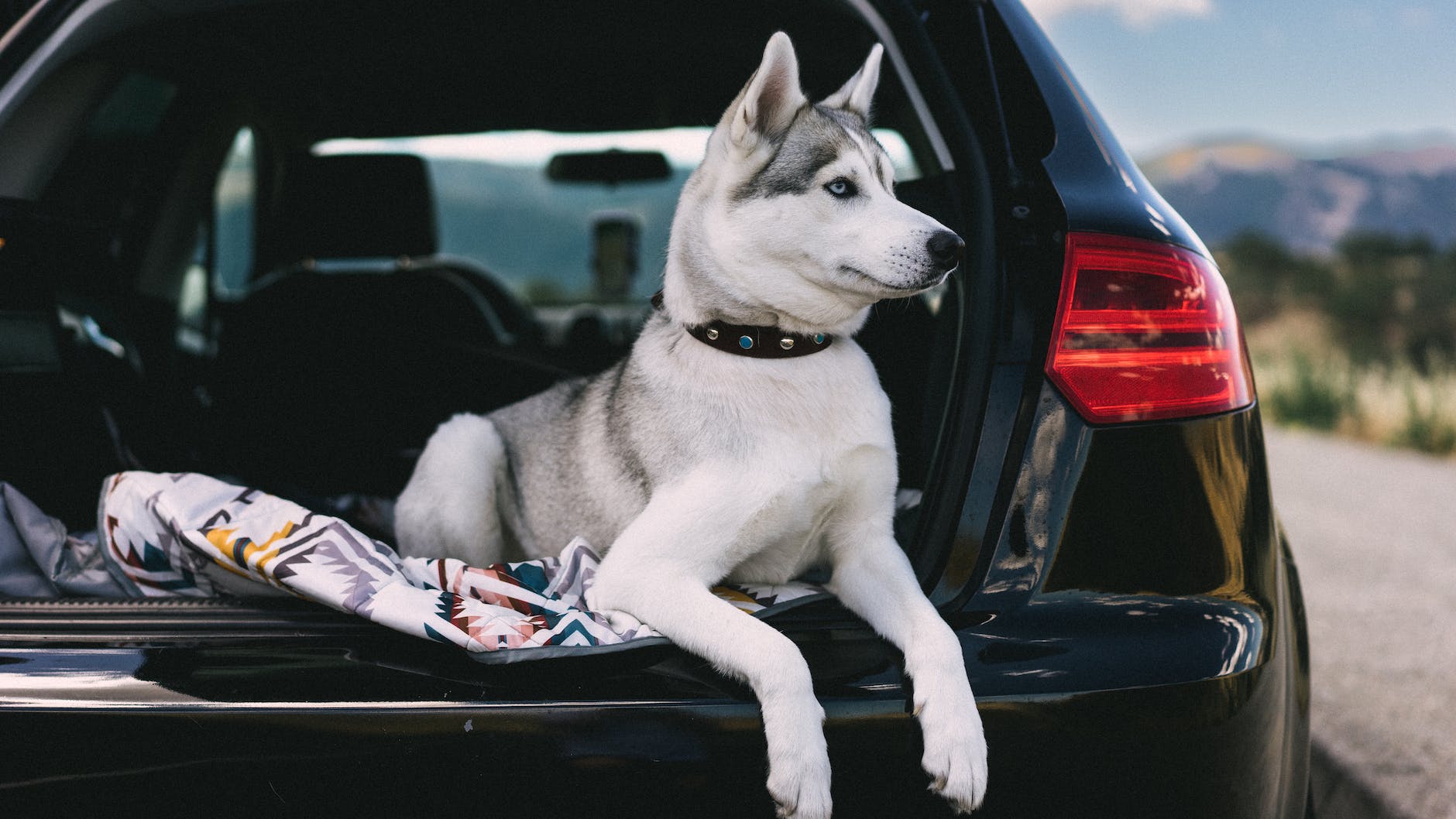 siberian husky dog on the back of a car